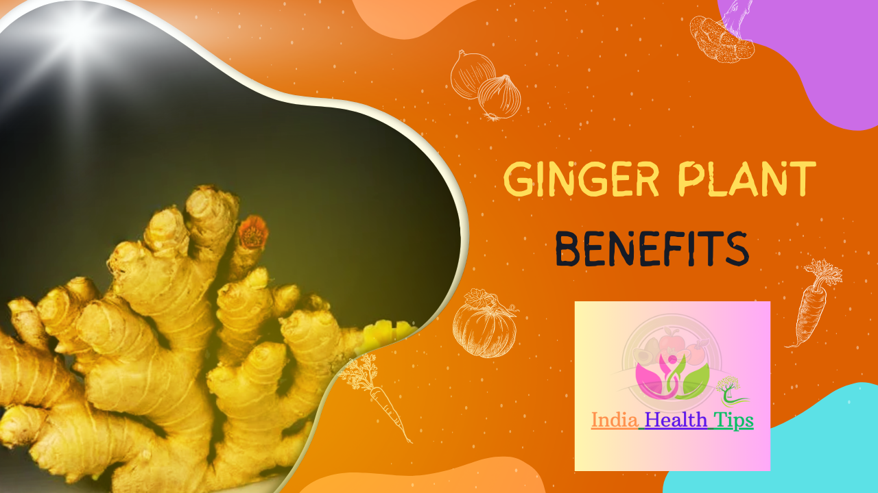 Ginger Plant Benefits - అల్లం మొక్క ప్రయోజనాలు..