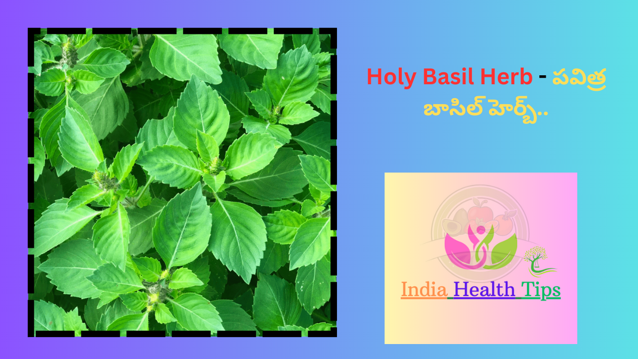 Holy Basil Herb - పవిత్ర బాసిల్ హెర్బ్..