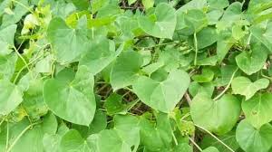 Heart Leaved Moonseed - హార్ట్ లీవ్డ్ మూన్సీడ్ (తిప్పతీగ)...