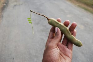 Tamarind - చింతపండు అనవసరంగా వాడటం వల్ల టూత్ పాలిష్ కు హాని కలుగుతుందా?